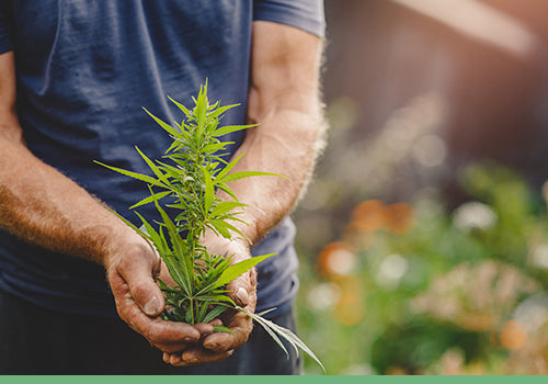 Person holding a hemp plant in his hands